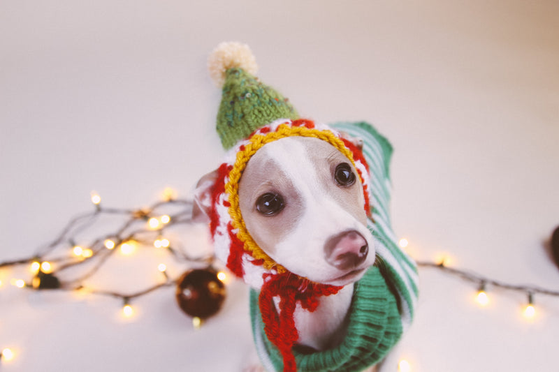 25 Holiday Knitting & Crochet Patterns for Pets: Dog Sweaters, Stockings & Cozy Beds