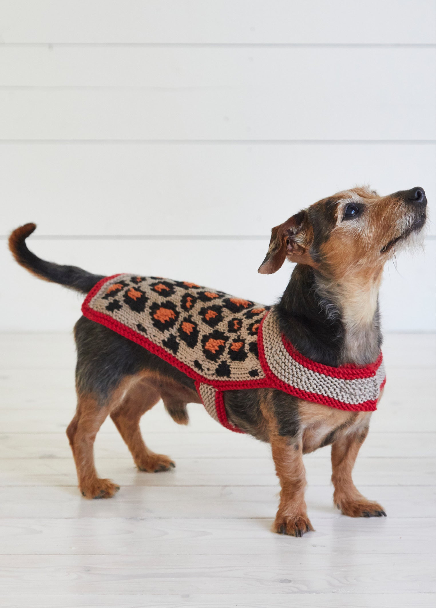Debbie Bliss Leopard Pooch Knitting Pattern