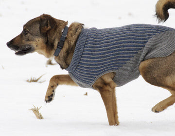 Blue Sky Fibers Bird Island Dog Sweater PDF