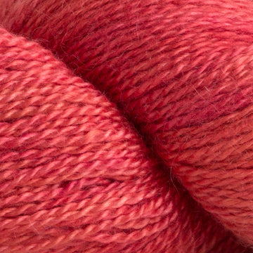 Coral Rose (15)