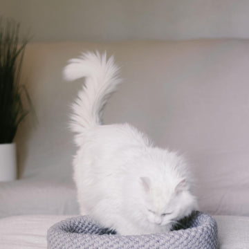 Harbor Pet Bed