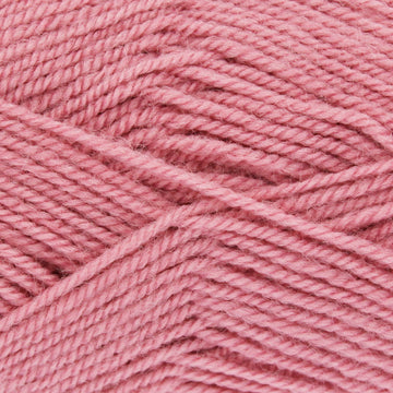 Carnation (Dupl4055)