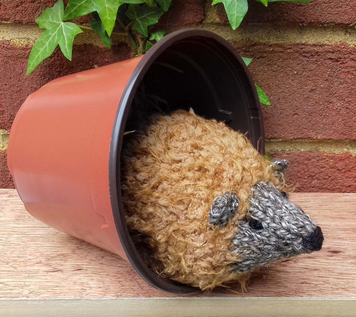 HedgeHUG - Chocolate Orange Cover