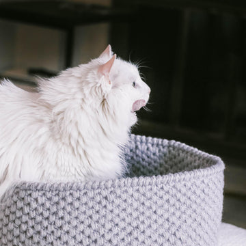 Harbor Pet Bed