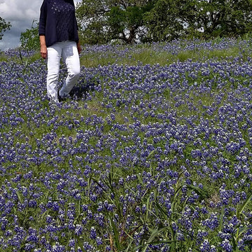 Bluebonnet