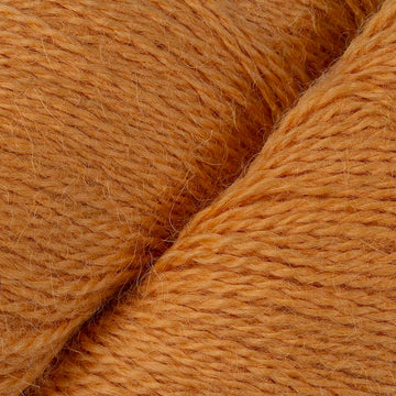 Apricot (16)