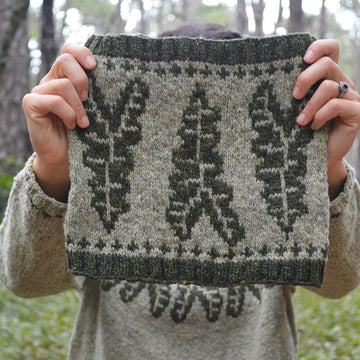 Alocasia Cowl
