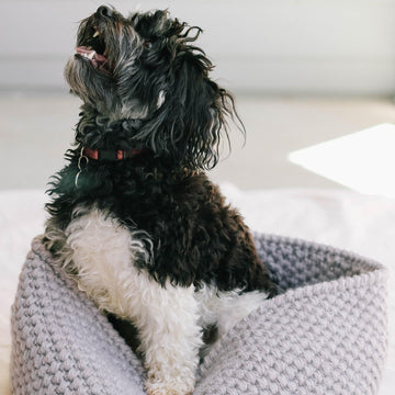 Harbor Pet Bed
