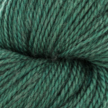 Hosta (643)