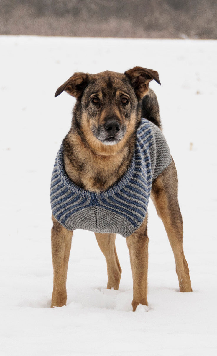 Blue Sky Fibers Bird Island Dog Sweater Knitting Pattern