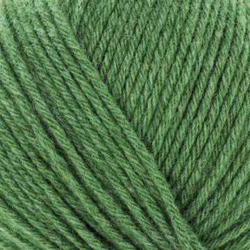 Grass (201638)